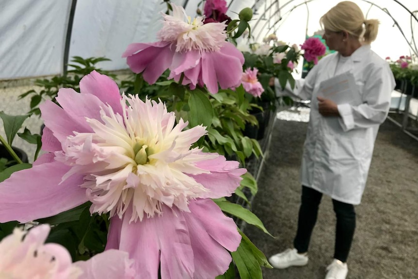 Krista Bogiatzis in a lab coat in the greenhouse.