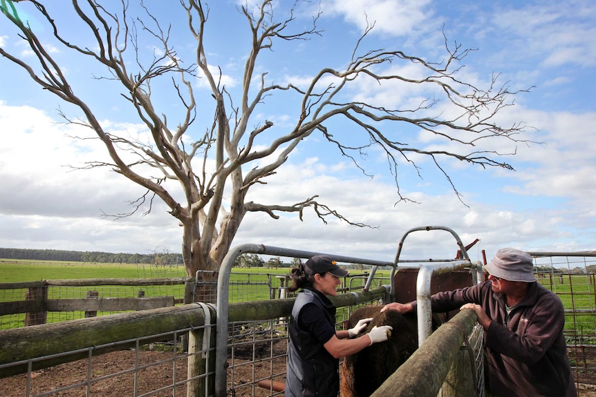 Vet with farmer and cow