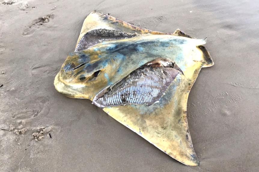 A stingray with a knife hole in its head lays decomposing on the ground