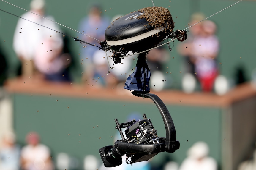 Bees swarm around an aerial TV camera at the Indian Wells Masters 1000 event.