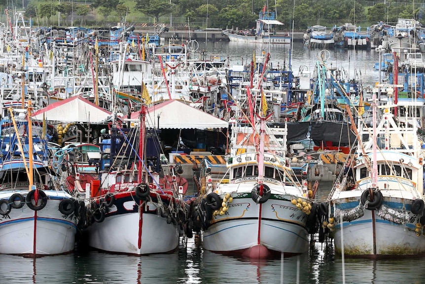 Dozens of fishing boats are docked in a harbour in Taiwan