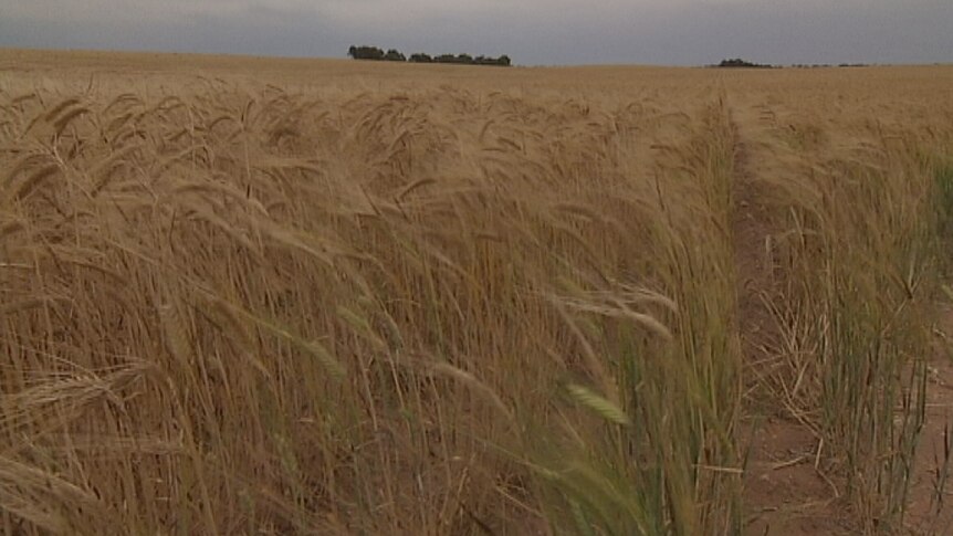 Rate rise a hard hit for broadacre farmers