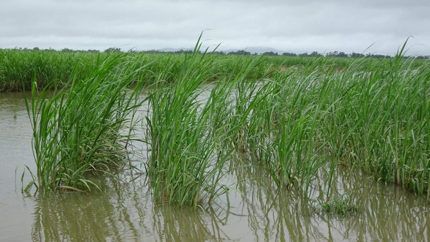 Flooded sugarcane