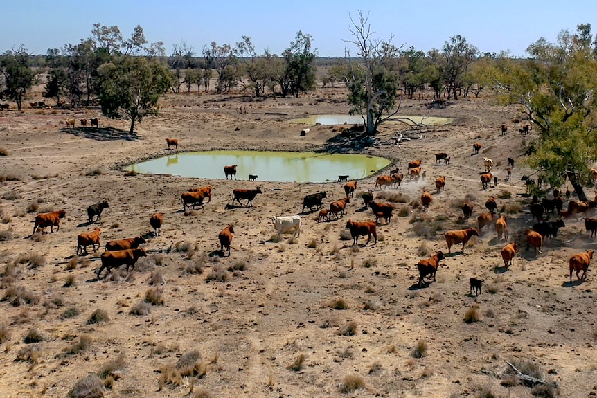 Aerial photo of cattle around a dam east of Dirranbandi in south west Queensland, August 2023.