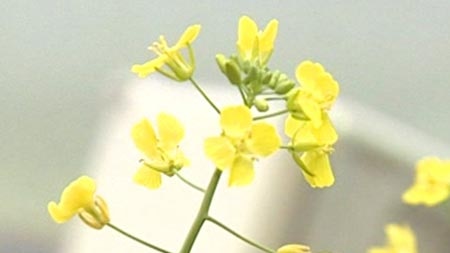 GM canola seed sales increasing in Australia