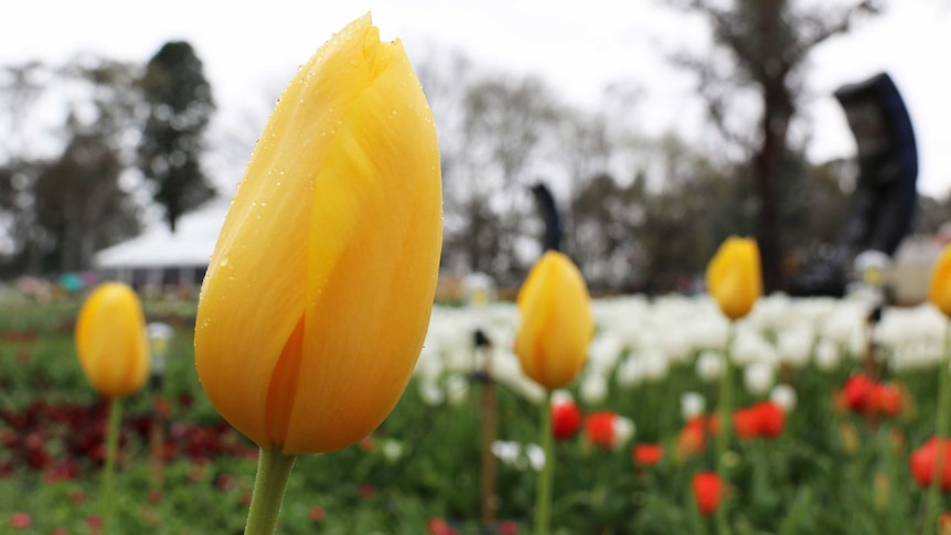 Tulips with rain drops at Canberra's annual flower festival Floriade 2016.