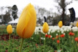 Tulips with rain drops at Canberra's annual flower festival Floriade 2016.