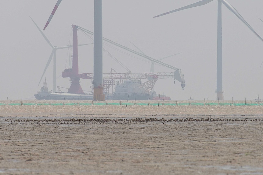 Migratory shorebirds on a highly disturbed mudflat