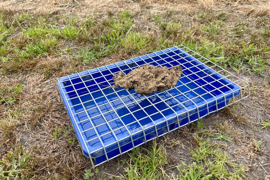 A pile of cow dung suspended on wire mesh above a shallow blue plastic container.