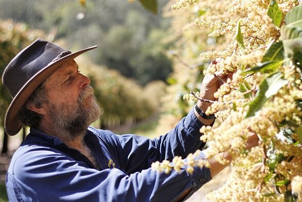 Ian Groves inspects flowering trees