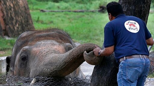 A man holds the trunk of an elephant