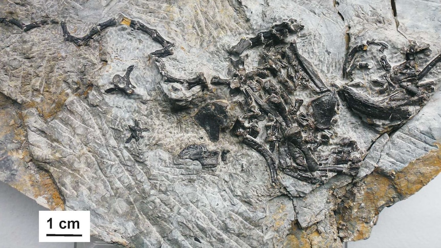 Mass of dark grey bones embedded in light grey rock