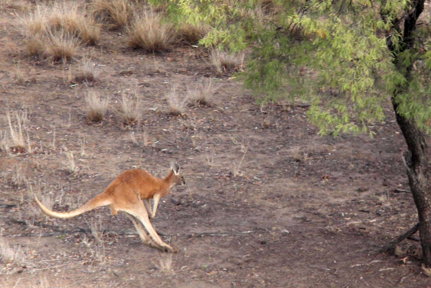 A red kangaroo bounds through the bush.