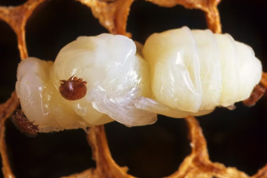 A close up of a white bee larva with a round dark parasite attached to its body.