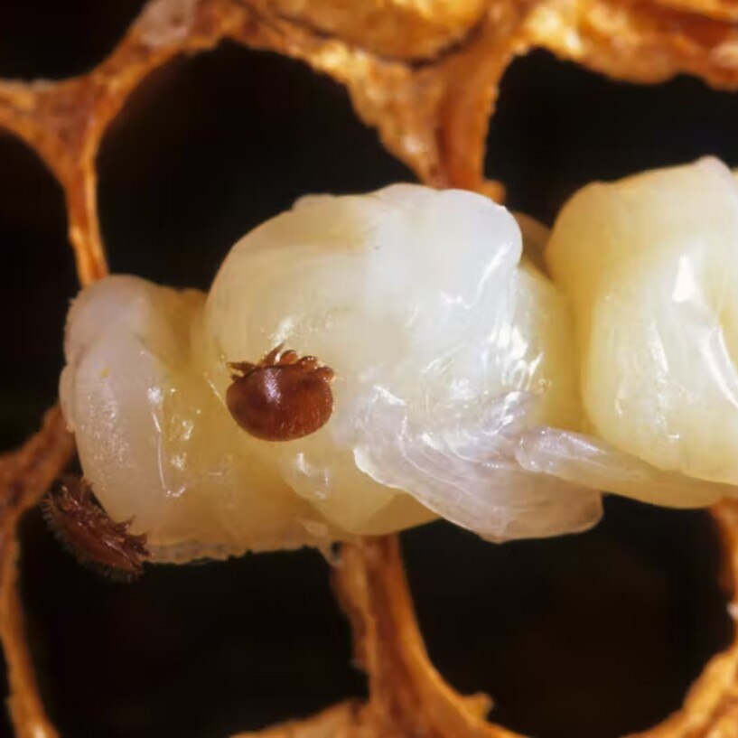 A close up of a white bee larva with a round dark parasite attached to its body 