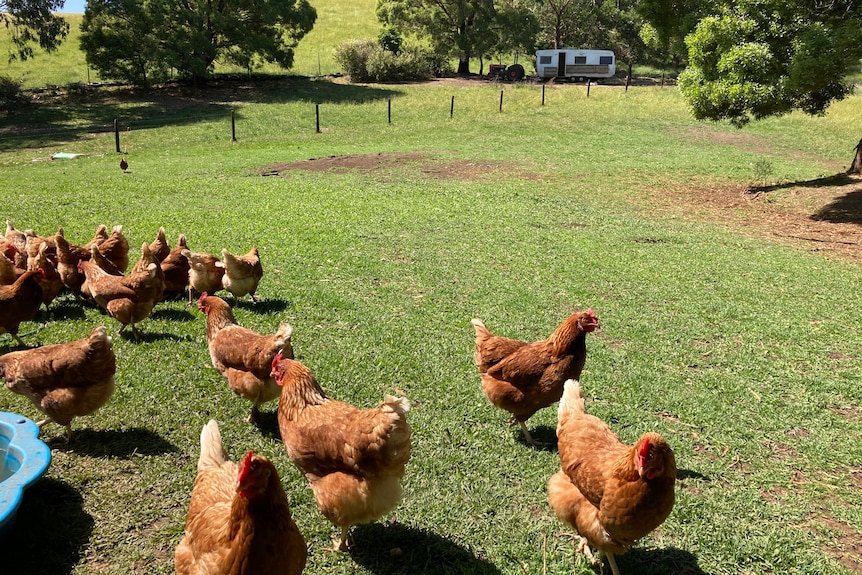 About 15 chickens gather on grass by a blue tub. There is a caravan in the distance.