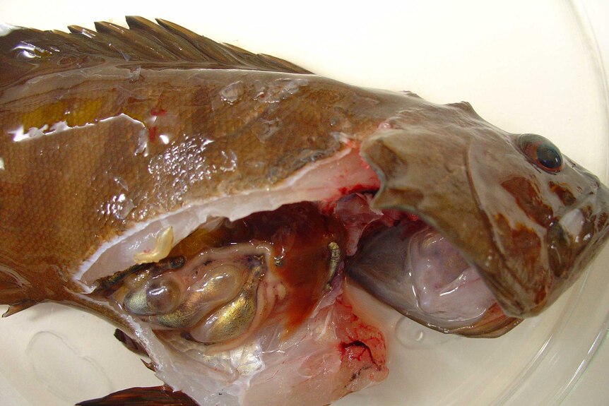 Fish with cysts caused by parasites