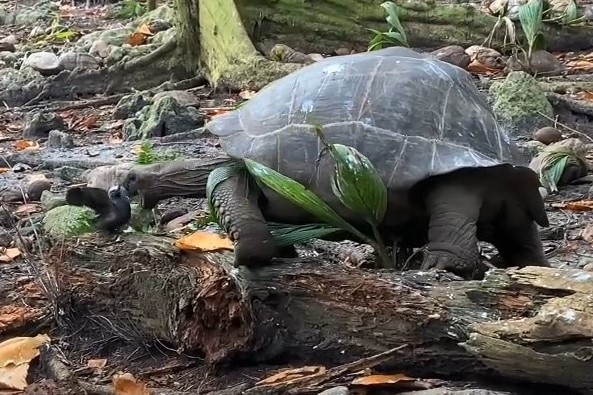 A giant tortoise lunges at a small bird balanced on a log
