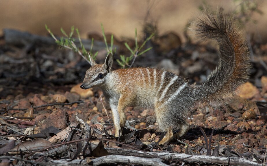A young adult numbat in Dryandra woodland.