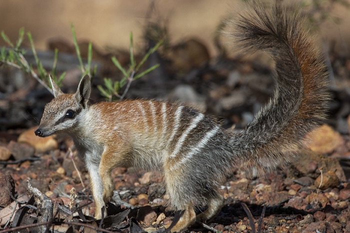A young adult numbat in a woodland.