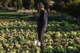 Bernard Brain in the cabbage patch