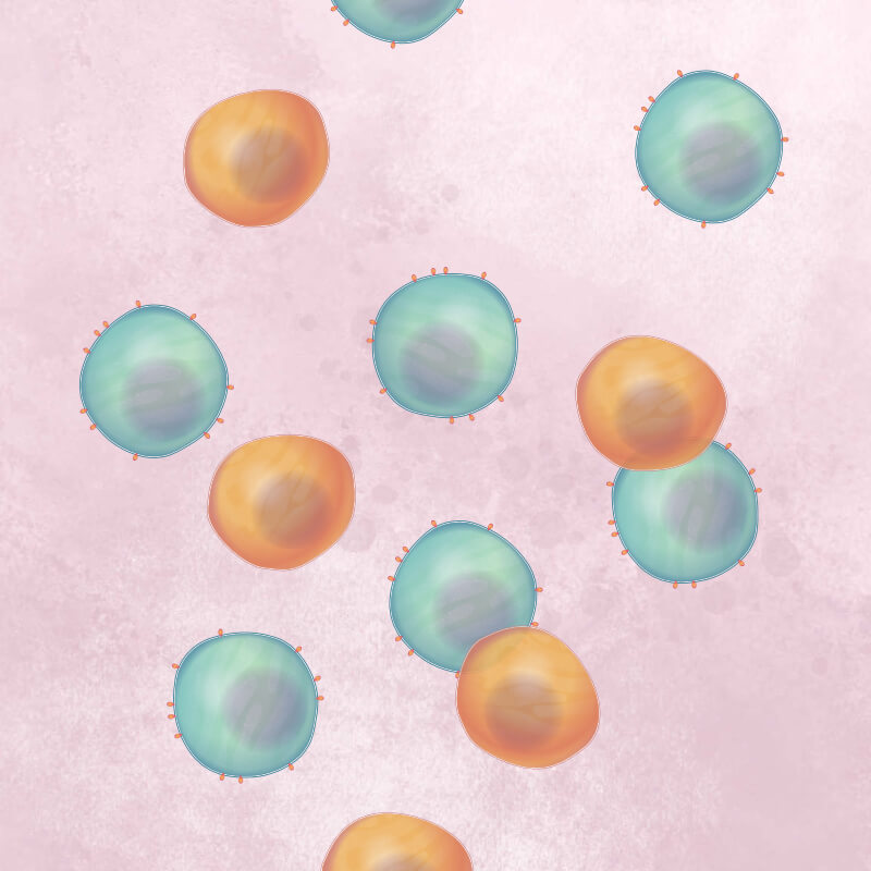 Multiple orange B cells and green T cells.