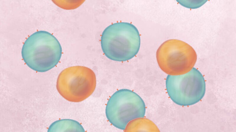 Multiple orange B cells and green T cells.