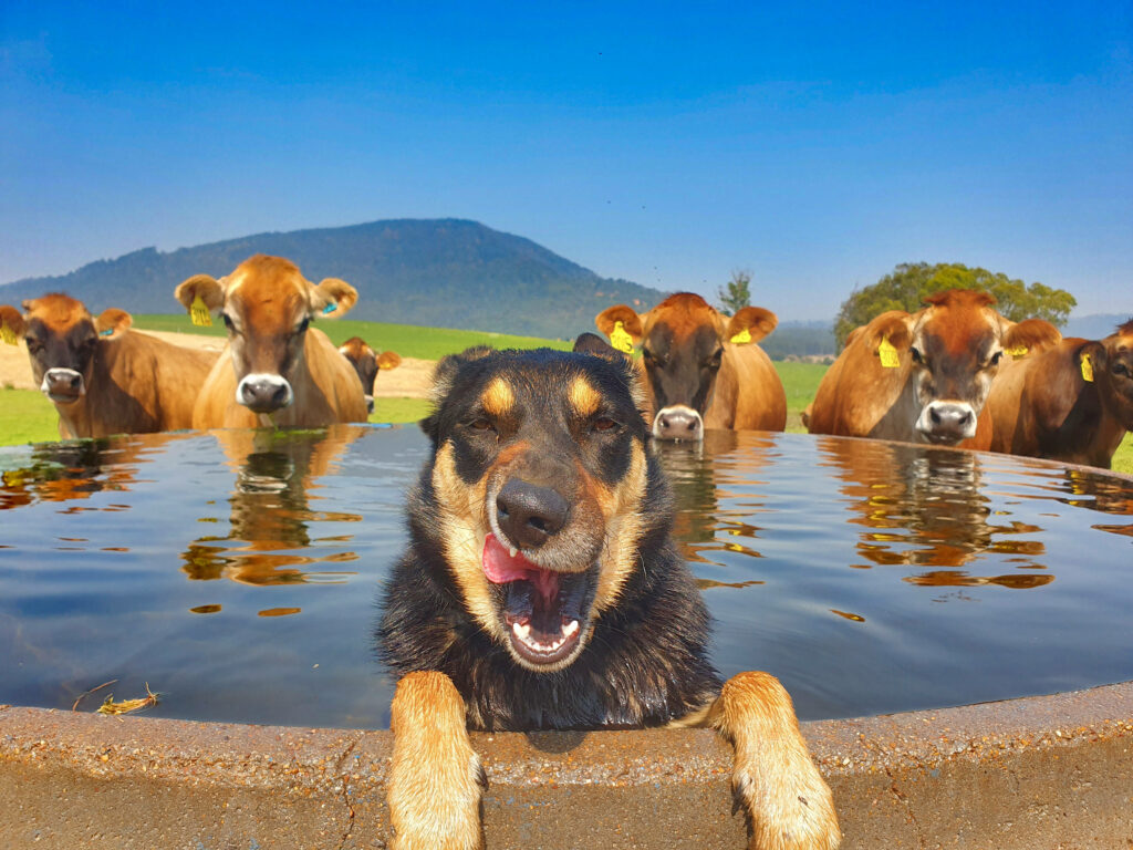 a kelpie ina water tank with its paws over the edge and tongie as cows in teh backgroudn looking on 