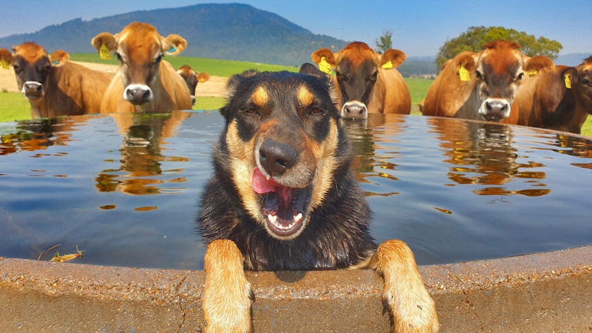 a kelpie in a water tank with its paws over the edge and tongue as cows in teh backgroudn looking on 