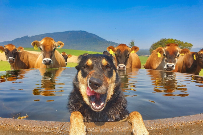a kelpie ina water tank with its paws over the edge and tongie as cows in teh backgroudn looking on 