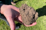 A hand holds a clump of soil with small roots visible. Blurred grass in the background.
