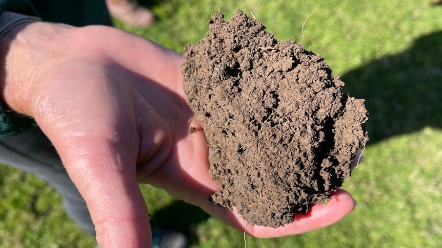 A hand holds a clump of soil with small roots visible. Blurred grass in the background.