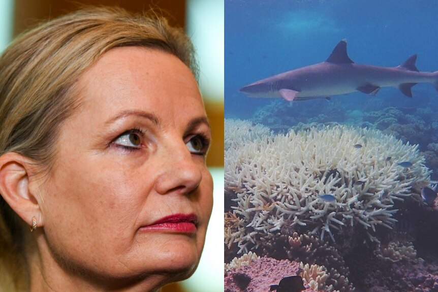 Sussan Ley and shark