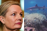 Sussan Ley and shark