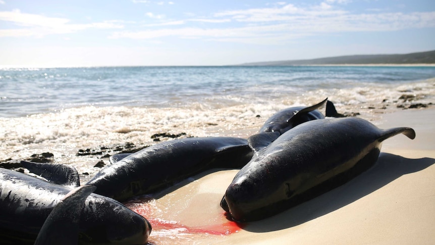 Dead or dying whales on the beach, with blood on the sand.
