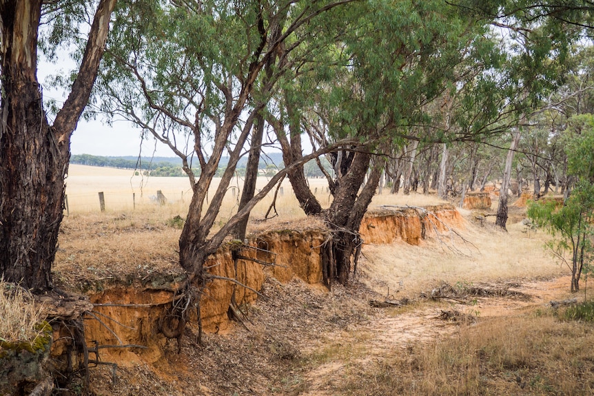 a red exposed gully face snarls through a paddock