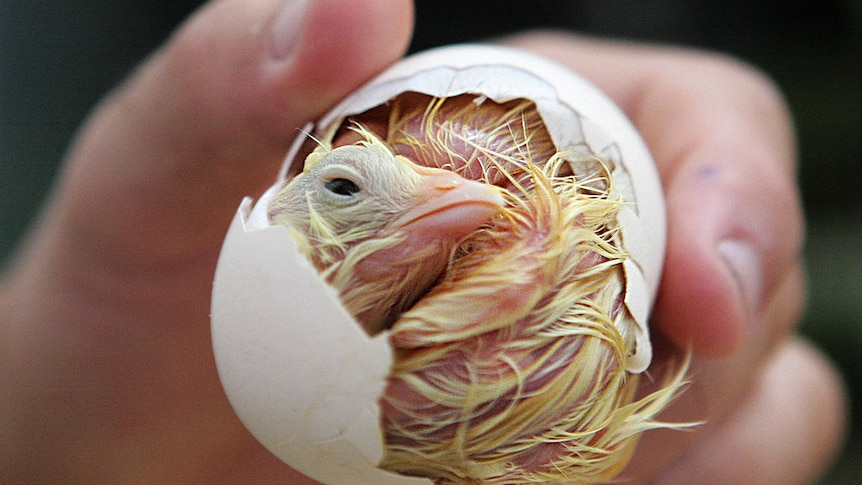 A chick is seen emerging from an egg.