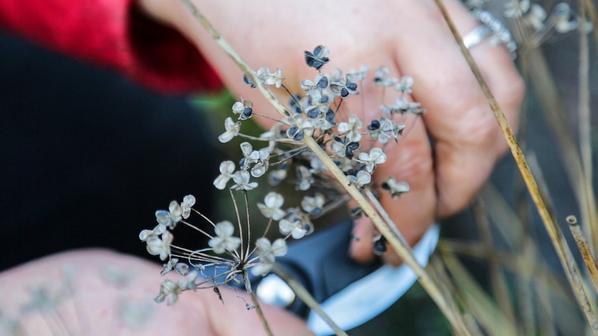 Close up of plant seeds with hands holding pruning shears in the process of gardening.