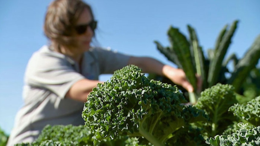 Lady in background picking vegetables growing outdoors