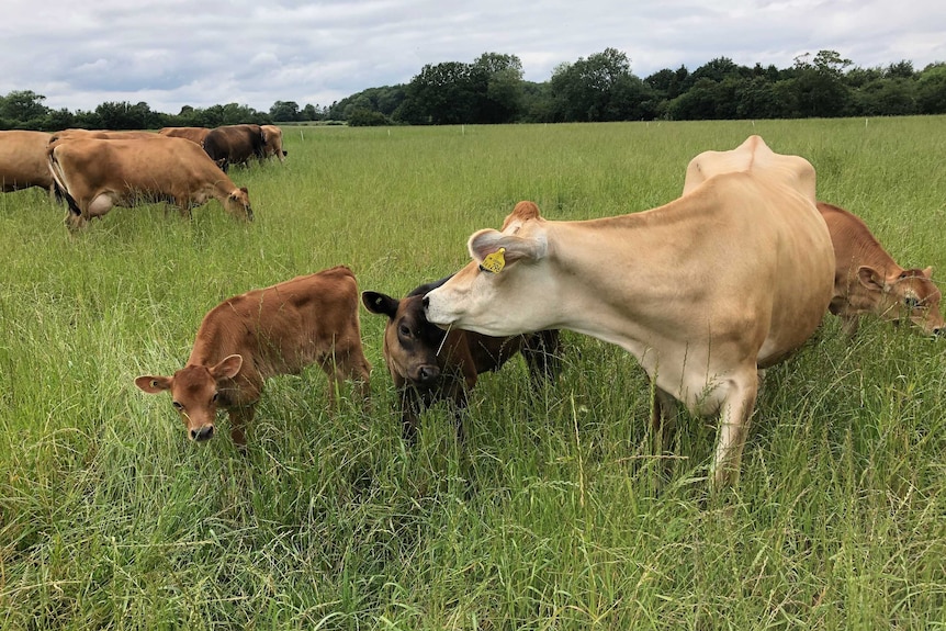 Jersey cows in a paddock with calves.