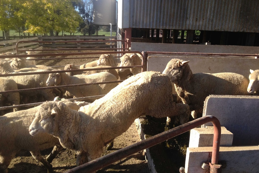 Merino sheep having their feet soaked to prevent foot rot