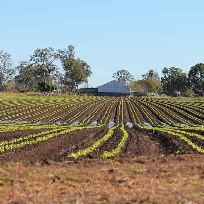 Сельское хозяйство в австралии