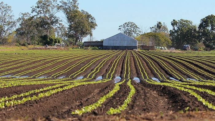 Rows of lettuce