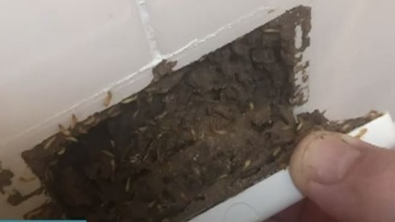 A hand pulls an electrical switch off the wall to reveal a termite infestation.  
