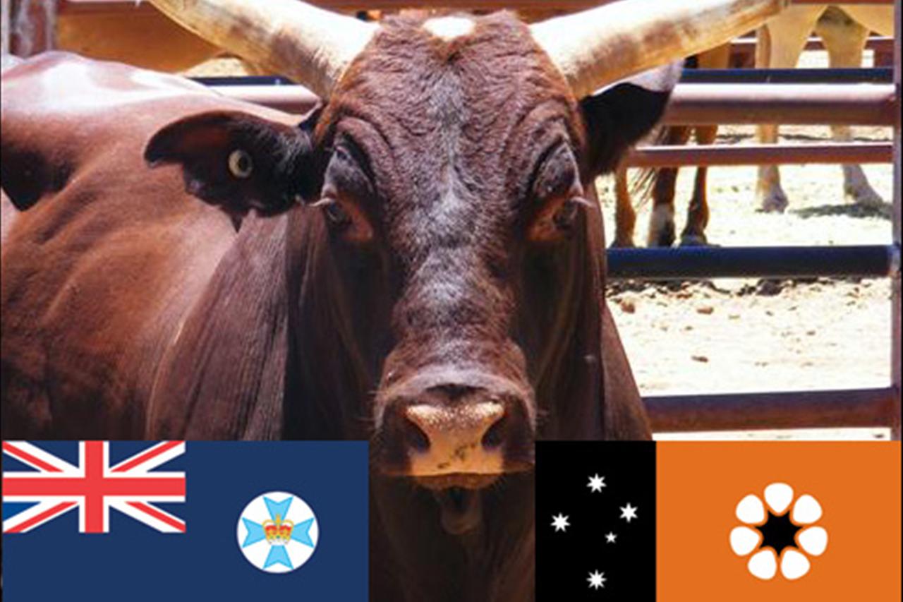 State of Origin: Bull Ride - ABC News