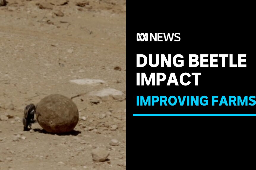 Dung Beetle Impact, Improving Farms: Small dung beetle shuffles ball of poo backwards through dirt. 