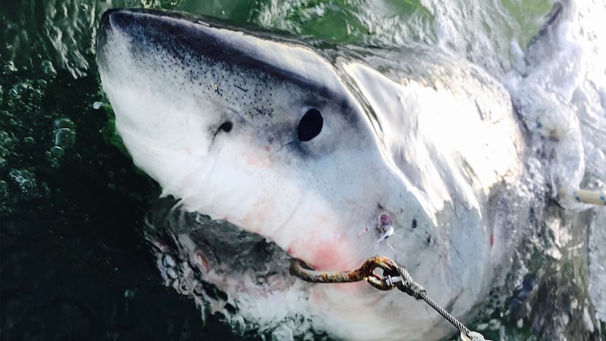 A great white shark is caught in a hook