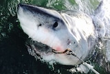 A great white shark is caught in a hook