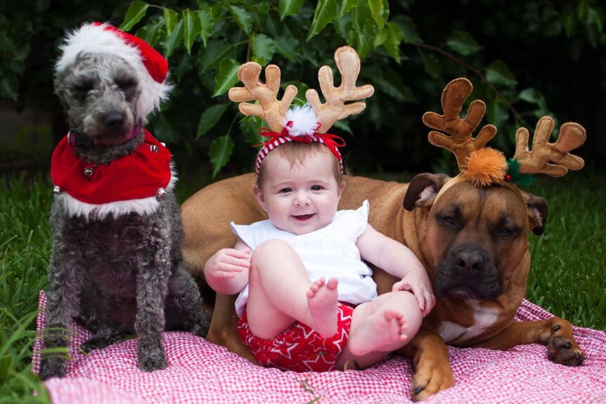 a thin grey dog and fat brown dog are sitting on rug with christmas costumes with a baby in the centre