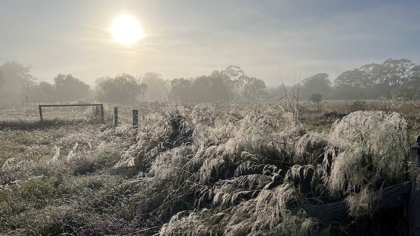 Sun shines over a paddock covering in mist and icy frost